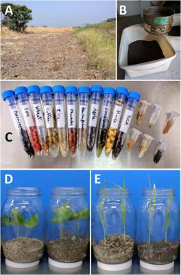 Seed-Transmitted Bacteria and Fungi Dominate Juvenile Plant Microbiomes